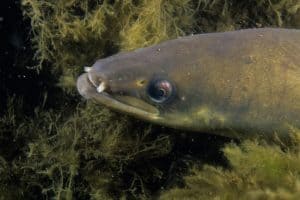 American eel fish underwater in the St. Lawrence River.