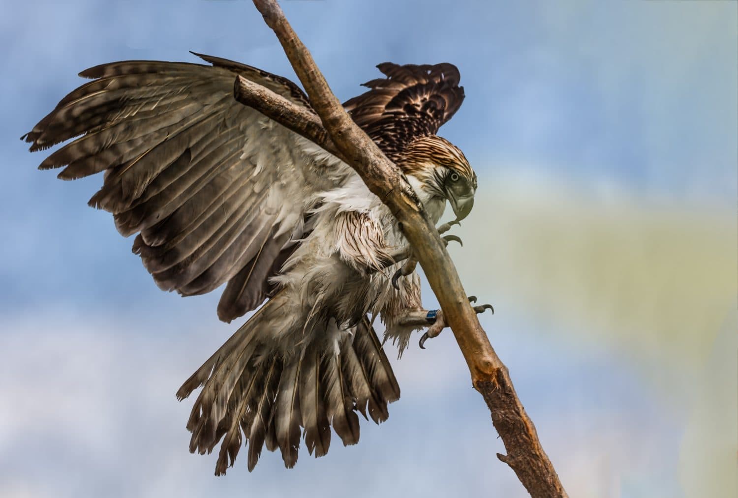 A Philippine Eagle landing on a tree