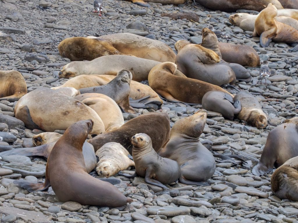 Colony on Bleaker Island. South American Sea Lion. South America, Falkland Islands.