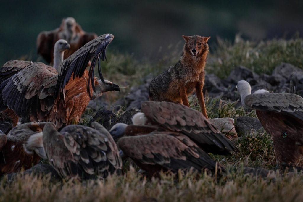 Jackal and vulture in stone hill habitat. Golden jackal, Canis aureus, in grass and srtone, Bulgaria, Europe. Wildlife from Balkan. Open muzzle, wild dog behaviour scene from nature.