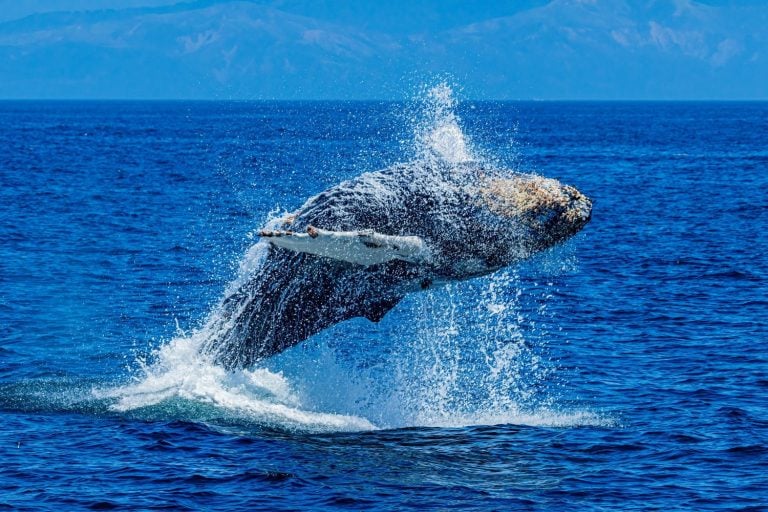 Whale in water. Whale tail. Whale in sea. Humpback whale tail
