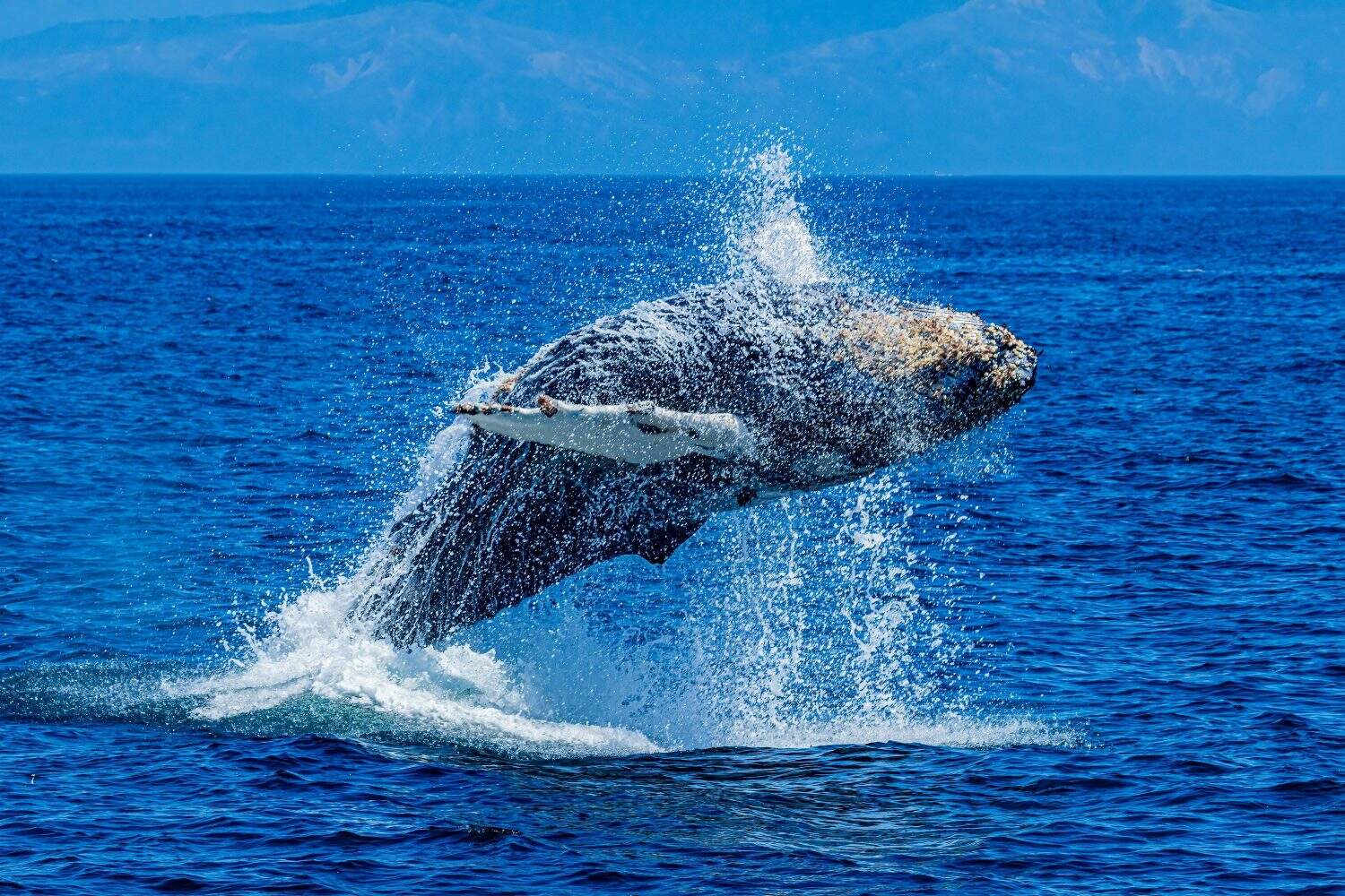 Whale in water. Whale tail. Whale in sea. Humpback whale tail