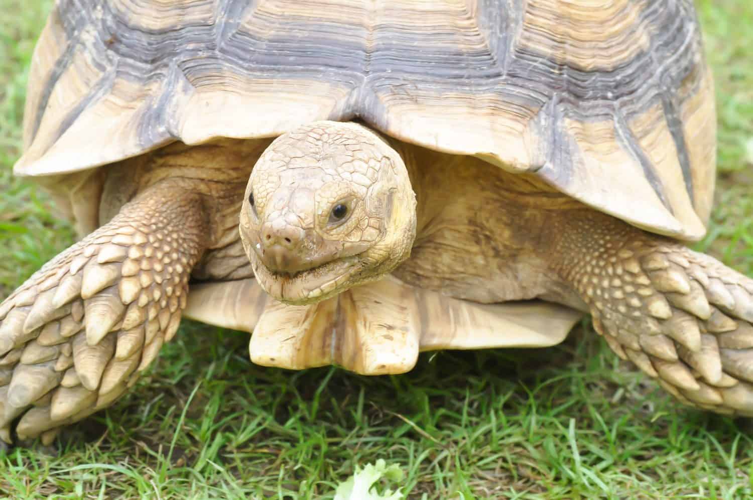 africa tortoise, African spurred tortoise or  Centrochelys sulcata or  Geochelone sulcata or  sulcata tortoise or tortoise on the grass