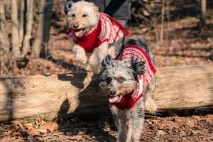 Two adorable dogs wearing matching red knit sweaters play together outdoors in an autumn forest. The happy pets are captured mid-action jumping over a large log