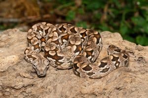 A beautiful Dumeril's boa (Acrantophis dumerili), coiled on a large branch. A non-venomous snake endemic to Madagascar