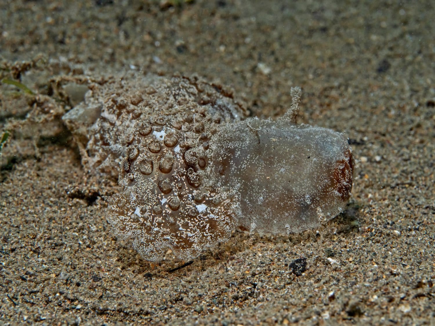Green Melibe, Dendronotid Nudibranchs (Melibe viridis)