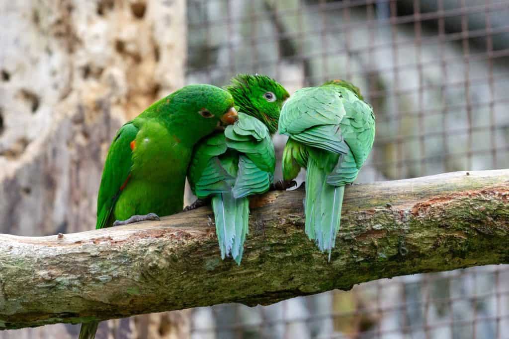 A group of three White-eyed Parakeets (Aratinga leucophthalma) perched on a log, engaging in social care and preening behavior. Portrait of birds in a captive environment.