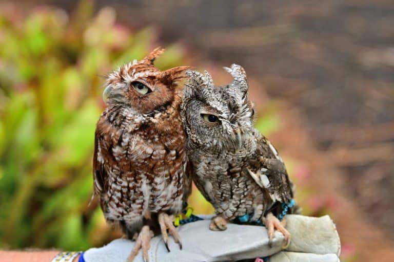 Pair of Eastern Screech Owls