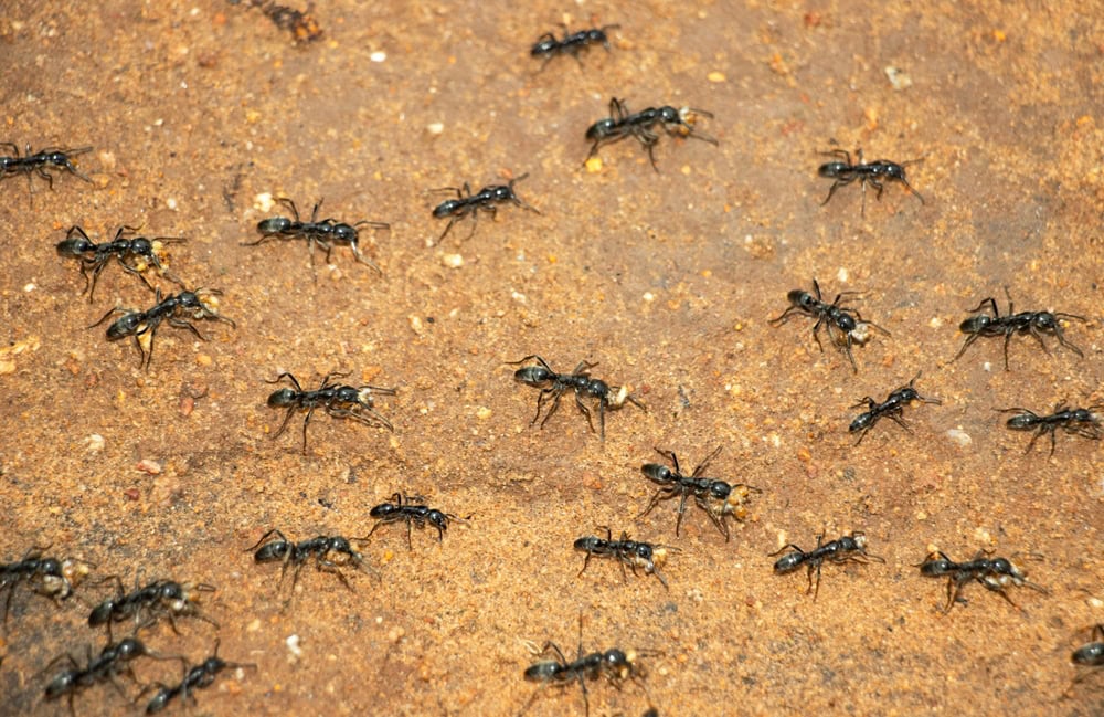 A column of marauding Matabele Ants return to their bivouac with prey. They are very successful predators of termites never taking too many to threaten the viability of their food source