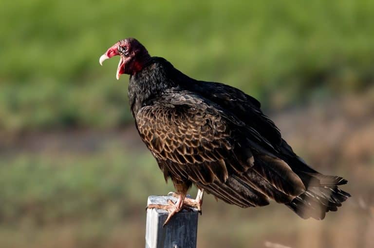 The Vulture's Last Resort: Why Projectile Vomiting Is a Survival