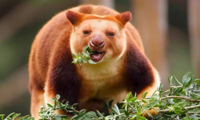 Extremely rare Wondiwoi Tree-kangaroo in Papua New Guinea rainforest. Critically endangered marsupial species with golden-brown fur, rediscovered after decades in remote mountain habitat.