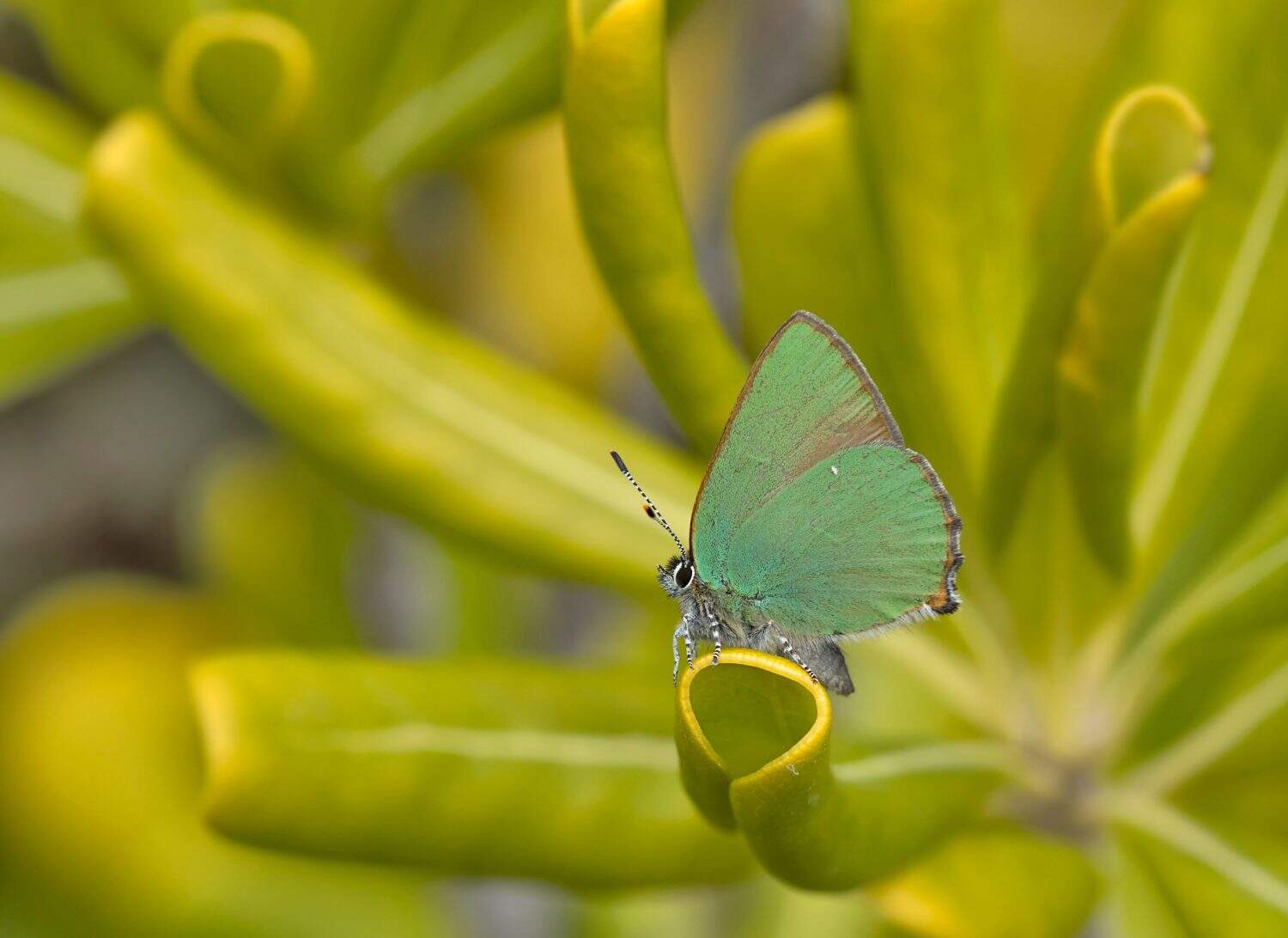 Green Hairstreak butterfly (Callophrys rubi)