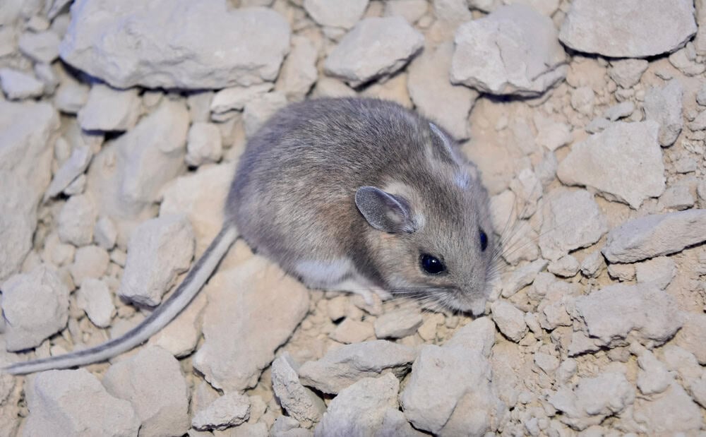 A Western Deer Mouse (Peromyscus sonoriensis) in the Nevada desert.