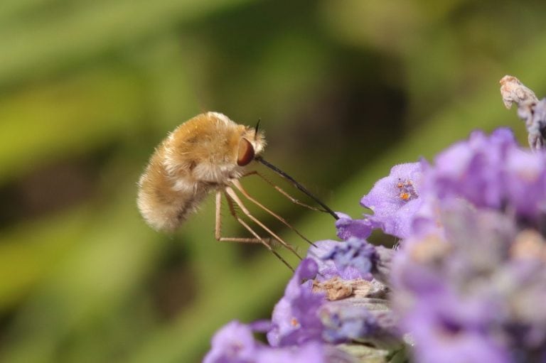 Bombyle (Bombylius major) Bombylius major in its natural element