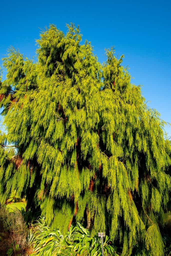 Rimu Tree in New Zealand