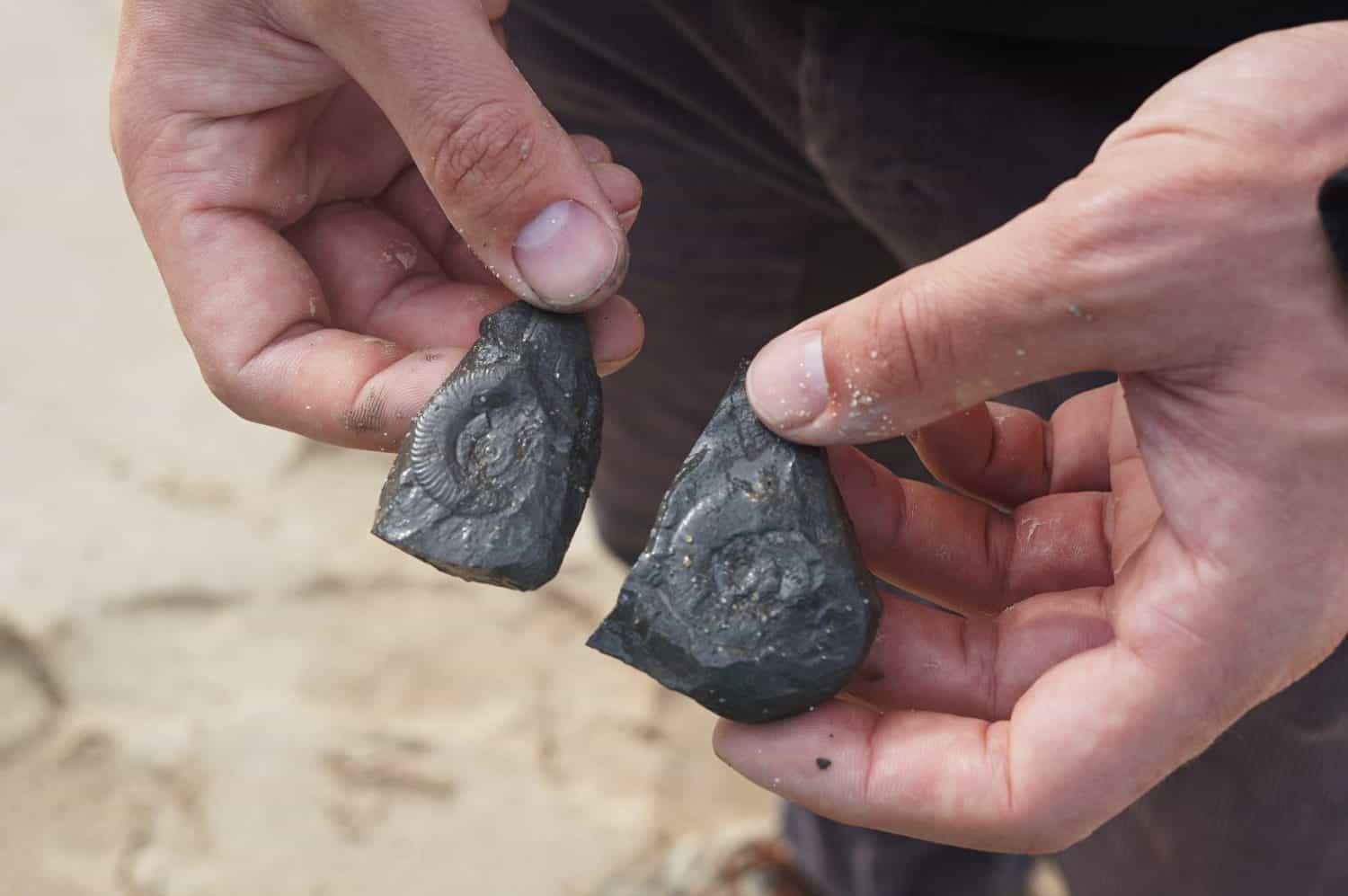 Man's hands holding a fossilized ammonite in a stone on a beach in Peniche, Portugal