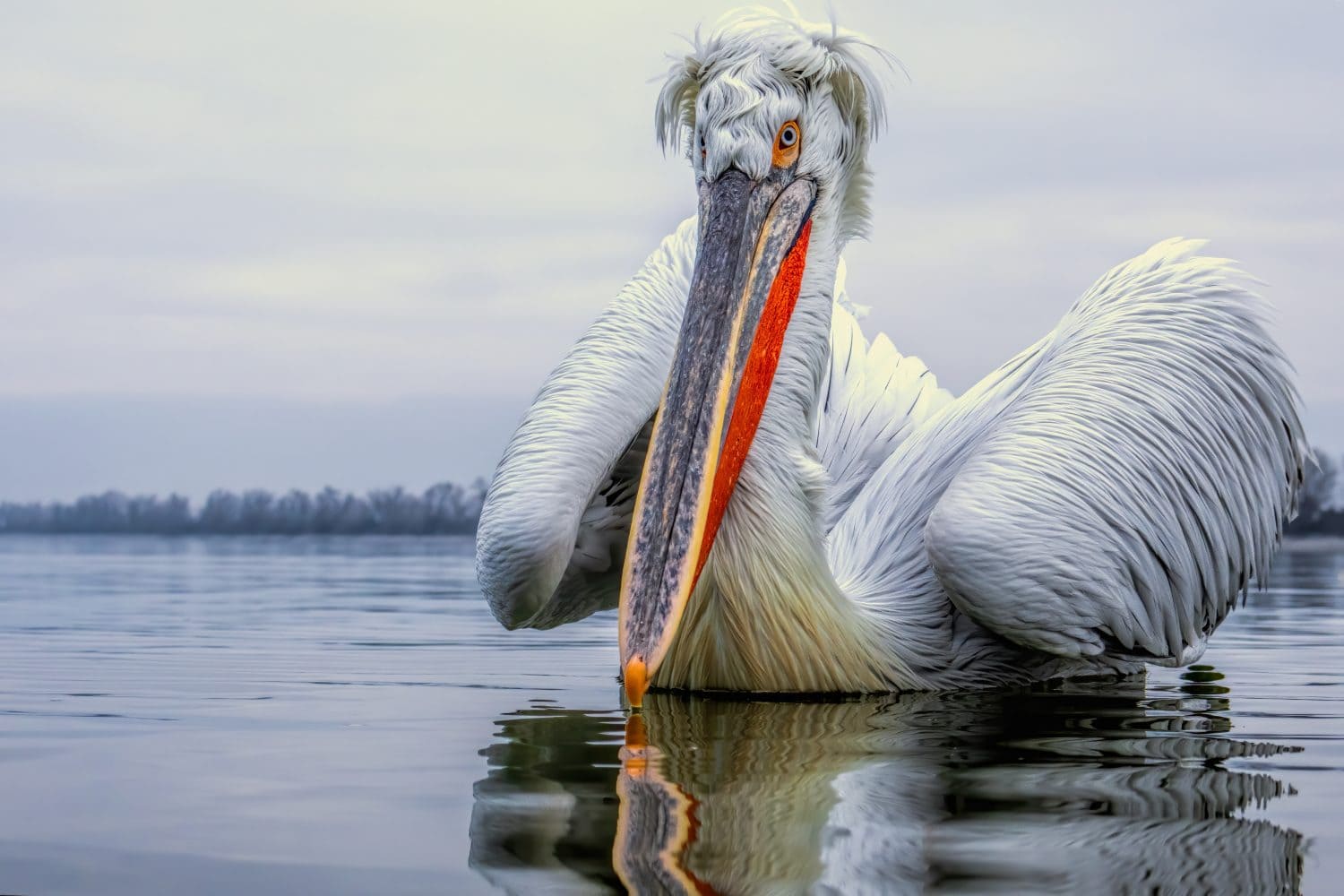 Dalmatian Pelican of Kerkini Lake