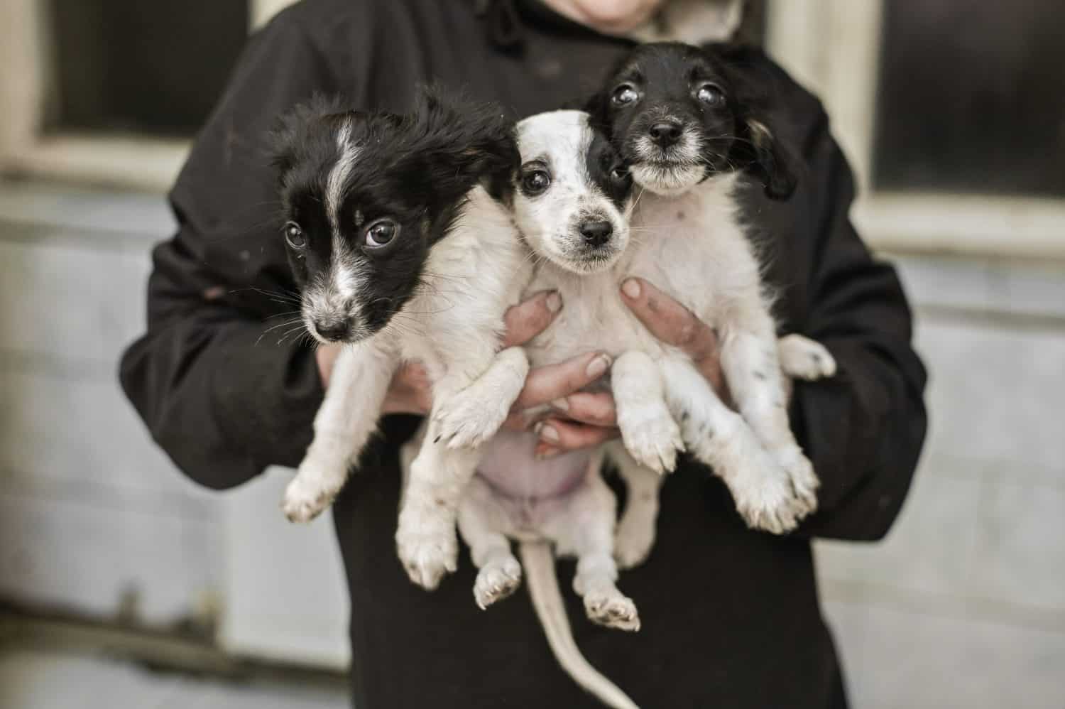 Small mongrel puppies held closely in human arms. Emotional image representing love and protection of homeless animals. Young puppies cuddled together by a person. Concept of trust and rescue pets.