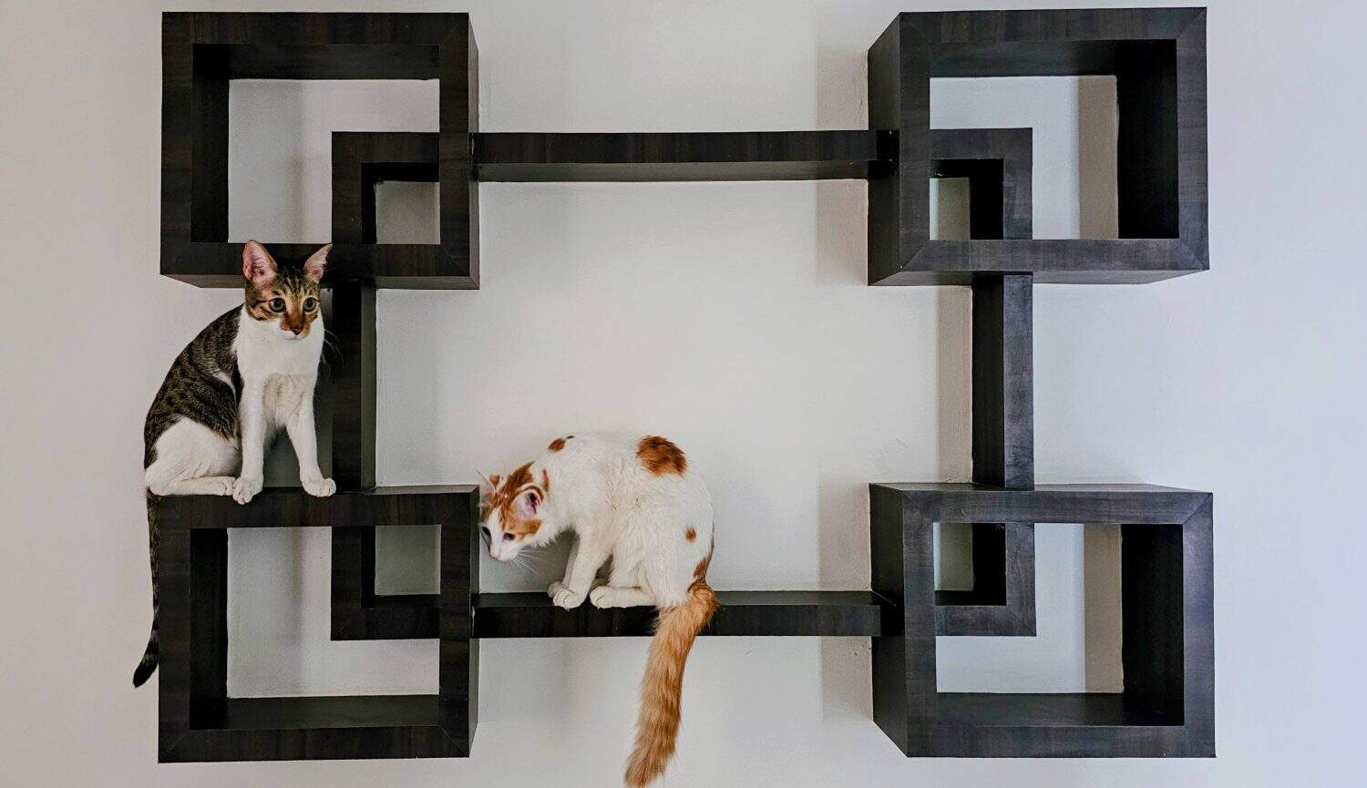 Modern interior wall decor featuring a geometric shelving unit used as a cat tree. Two playful cats perching on black square wall shelves.