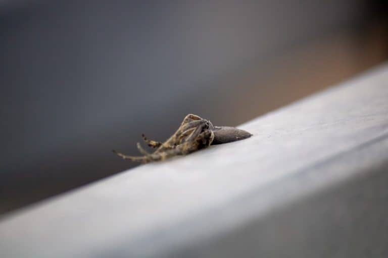 Dead Spider on Railing, Abstract and Surreal Nature Close-Up
