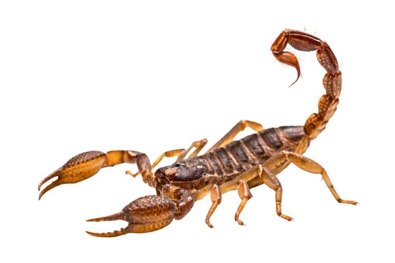 Brown Scorpion with Curved Tail Isolated on White Background.