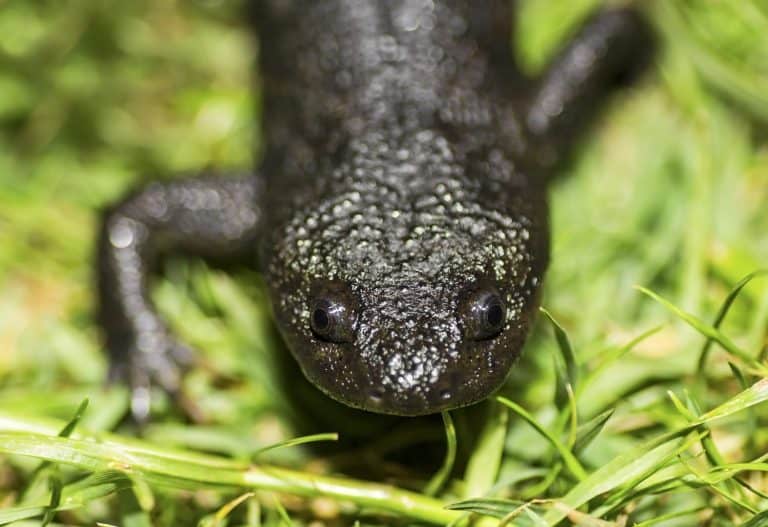 The Iberian ribbed newt or Spanish ribbed newt (Pleurodeles waltl)