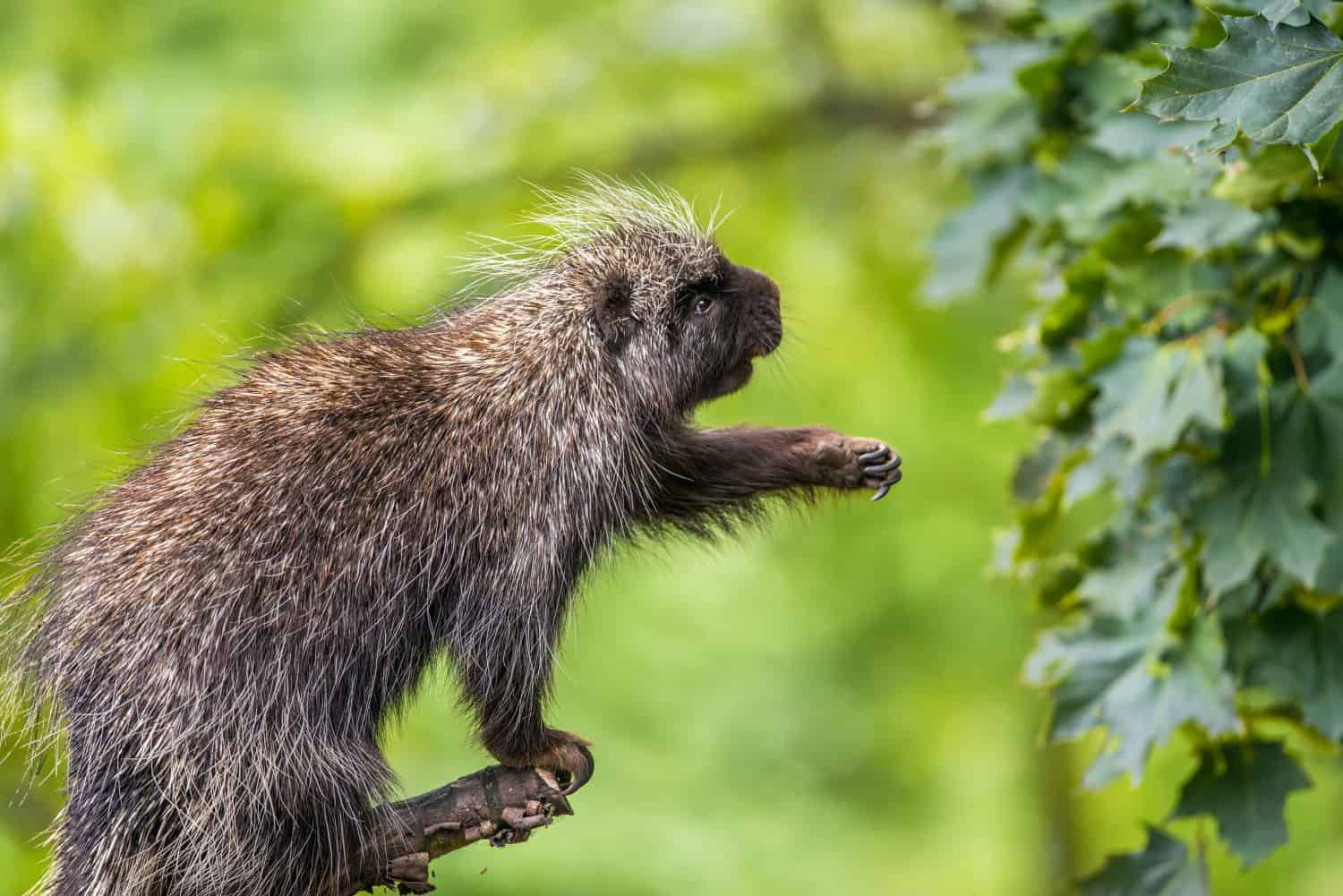 North American porcupine (Erethizon dorsatum) reaching for leaves