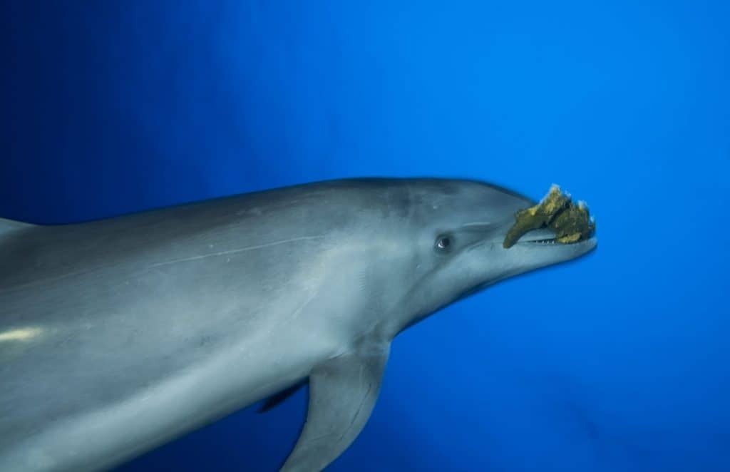 BOTTLE NOSE DOLPHIN SWIMMING FAST AND PLAY WITH SPONGE