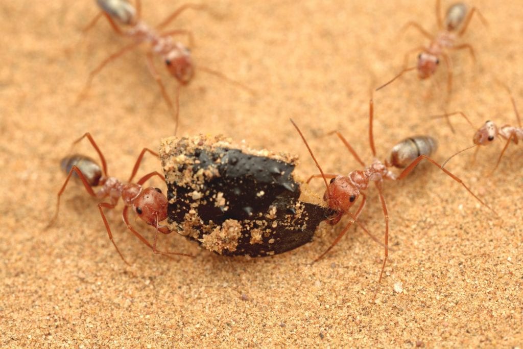 Saharan silver ants, Cataglyphis bombycina, Morocco, Africa