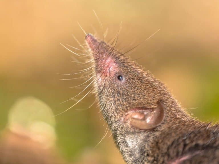 Greater White-toothed shrew (Crocidura russula) pointing nose in the air and smelling for danger