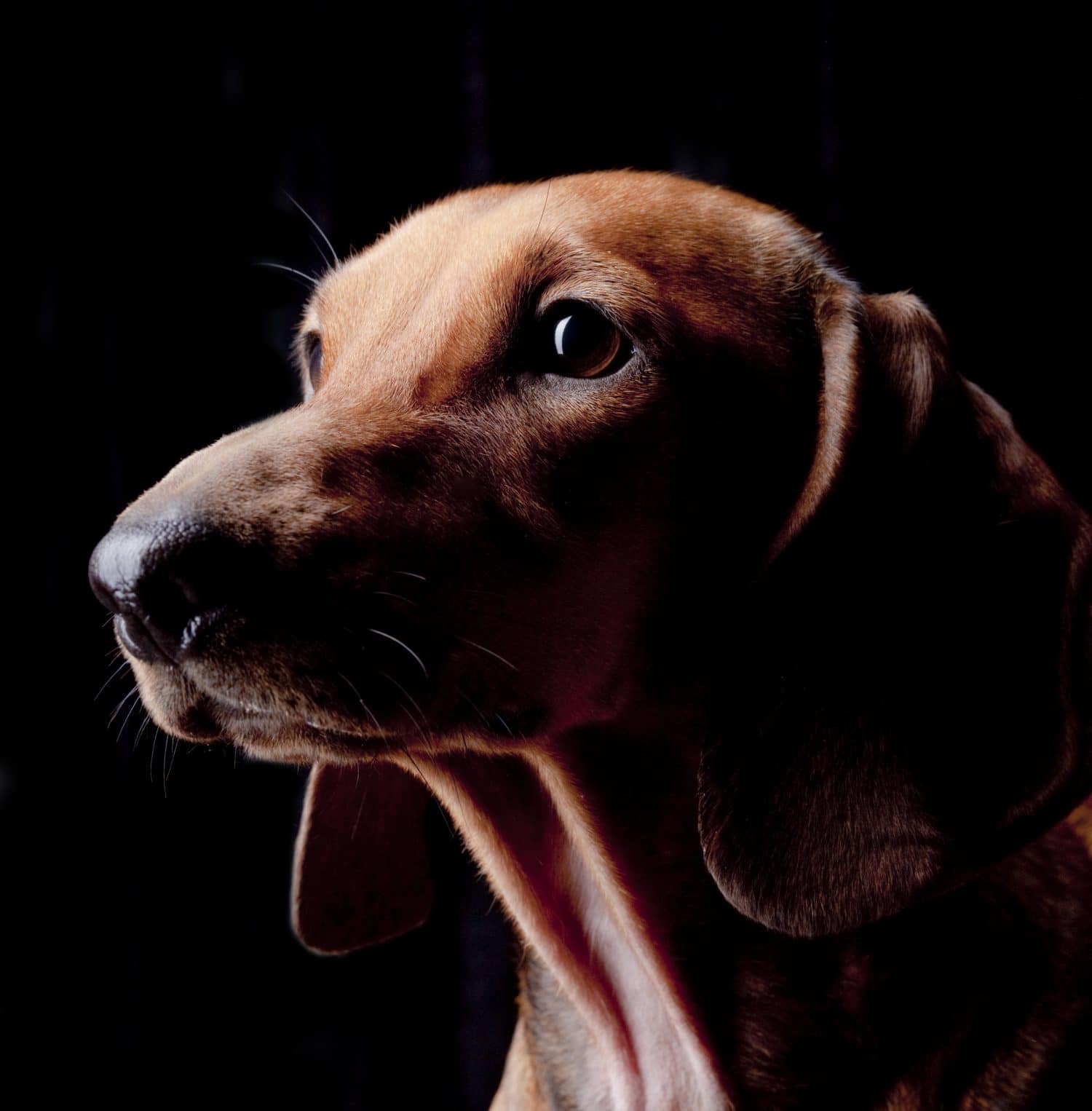 Dachshund, 2 years old, standing in front of black background, studio shot