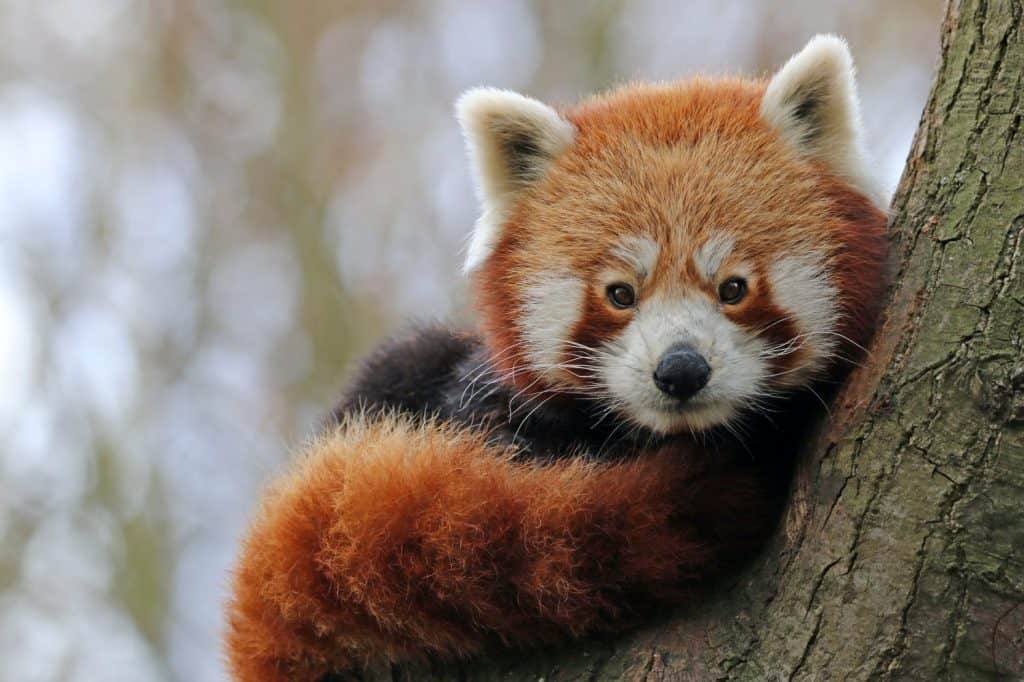 Red panda