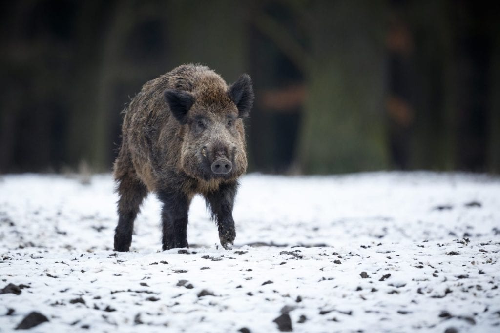 Wild boar, Sus scrofa, forest wild animal in the nature habitat, portrait of a big wild mammal, face to face, Czech Republic