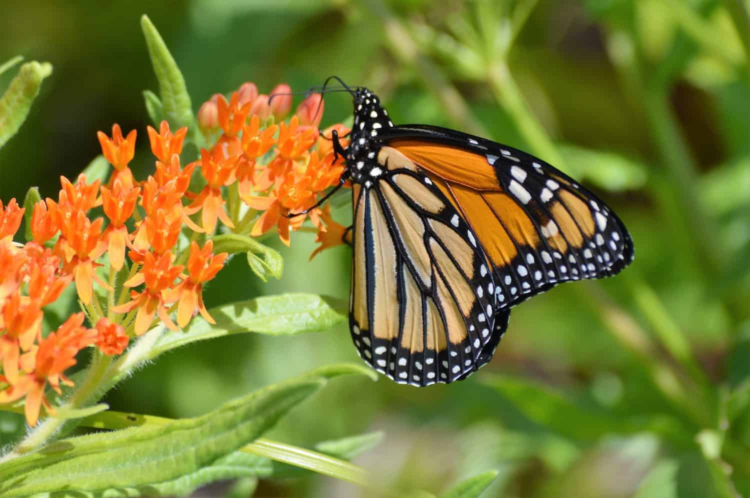Monarch Butterfly