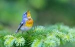 Northern Parula