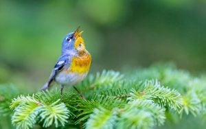 A small warbler of the upper canopy, the Northern Parula can be found in boreal forests of Quebec. It nests in Canada in June and July and after returns south to spend the winter.