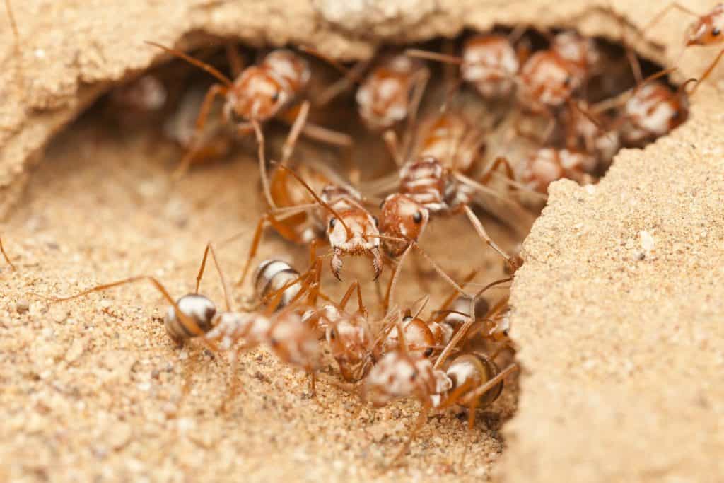 Queens of Saharan Silver Ant