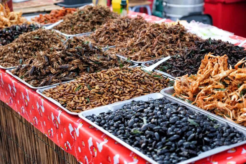 How Bugs Became a Global Superfood - A-Z Animals
