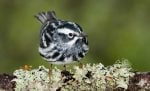 Black-and-white Warbler