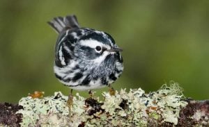 A Black-and-white Warbler is perched on a moss covered branch. Bidgood Park, Goulds, Newfound and Labrador, Canada.