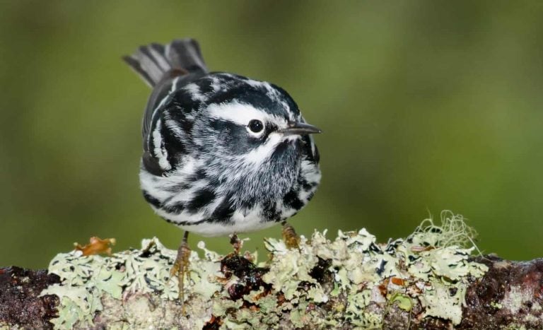 Black and White Warbler
