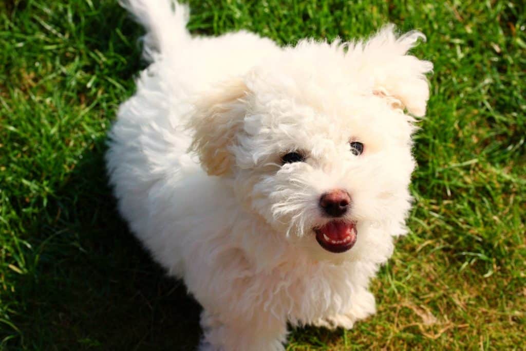 Beautiful puppy of bolognese dog, barking