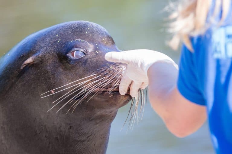 Adult sealion being treated by a veterinarian - Selective focus