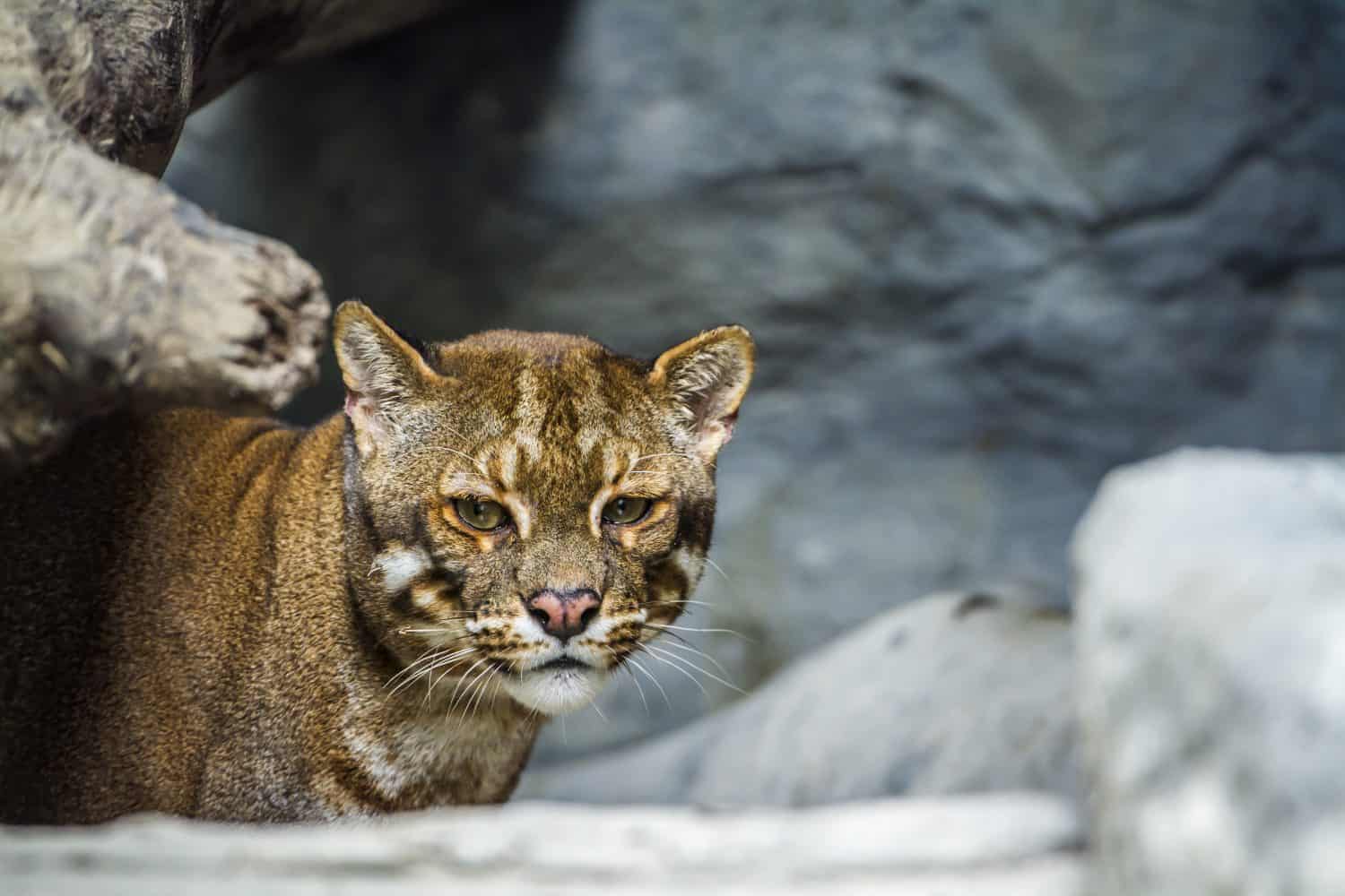 Asian golden cat in Chiang Mai zoo, Thailand ; specie Catopuma temminckii family of Felidae