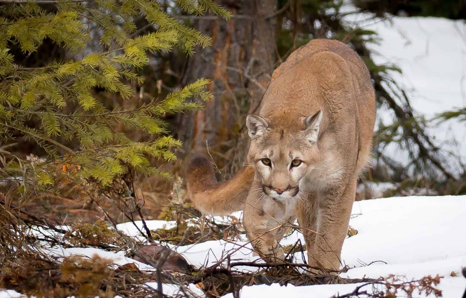 mountain lion walking out of the tree line with snowy background