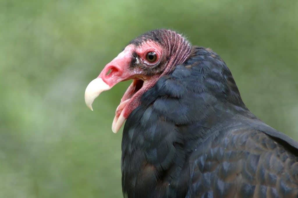 Turkey vulture with mouth open