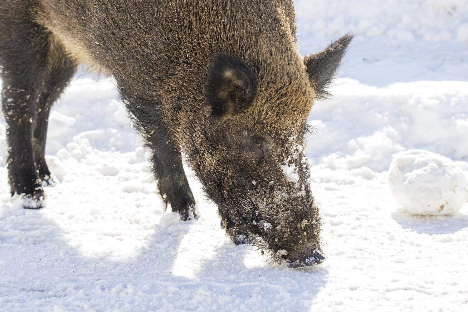 Wild-boar in winter
