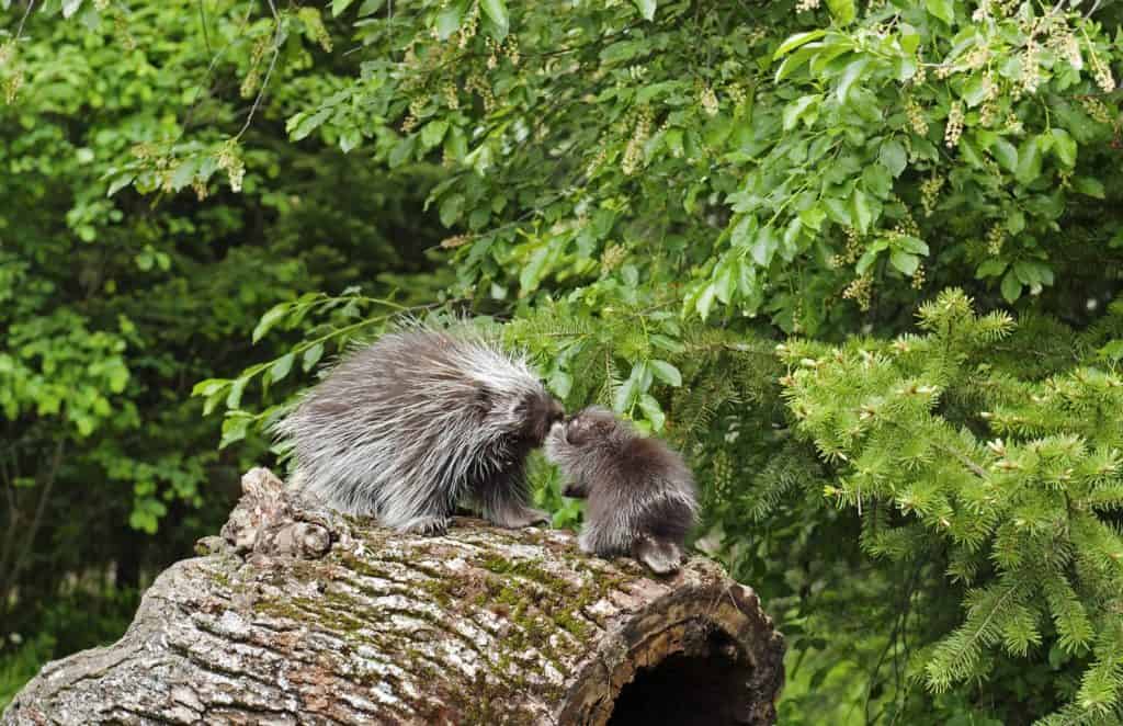 North American Porcupine (Erethizon dorsatum) mother and baby rub noses while walking on an old log on the forest floor.