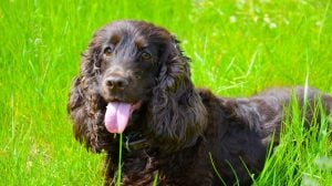 Typical Irish Water Spaniel in the spring garden