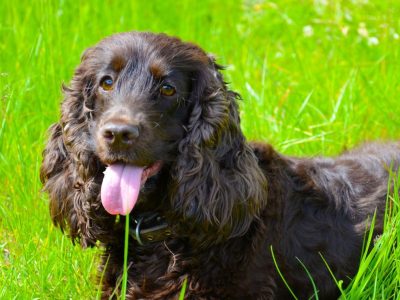 A Irish Water Spaniel